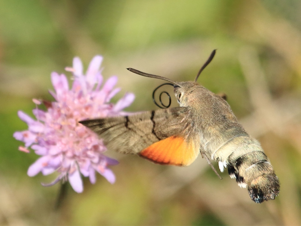 Abb. 1: Ein Taubenschwänzchen im Anflug an die Blüte einer Acker-Witwenblume im Naturschutzgebiet Ruhlsdorfer Bruch im Naturpark Märkische Schweiz, 14.10.2018.