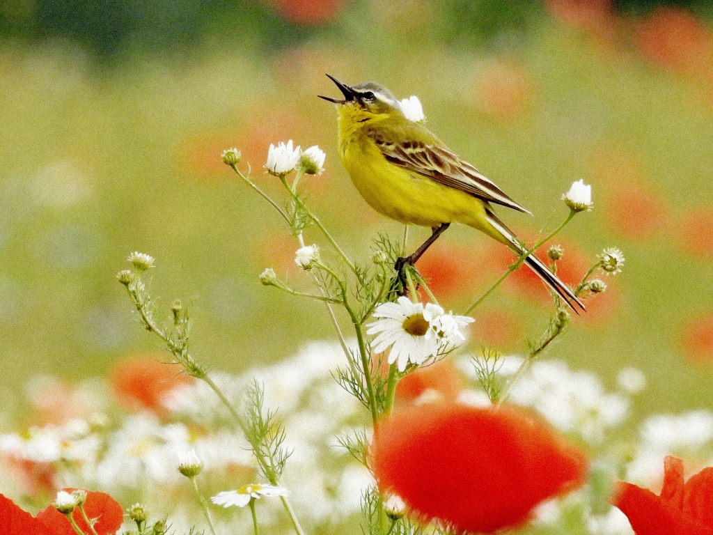 Schafstelze in Wildblumenwiese