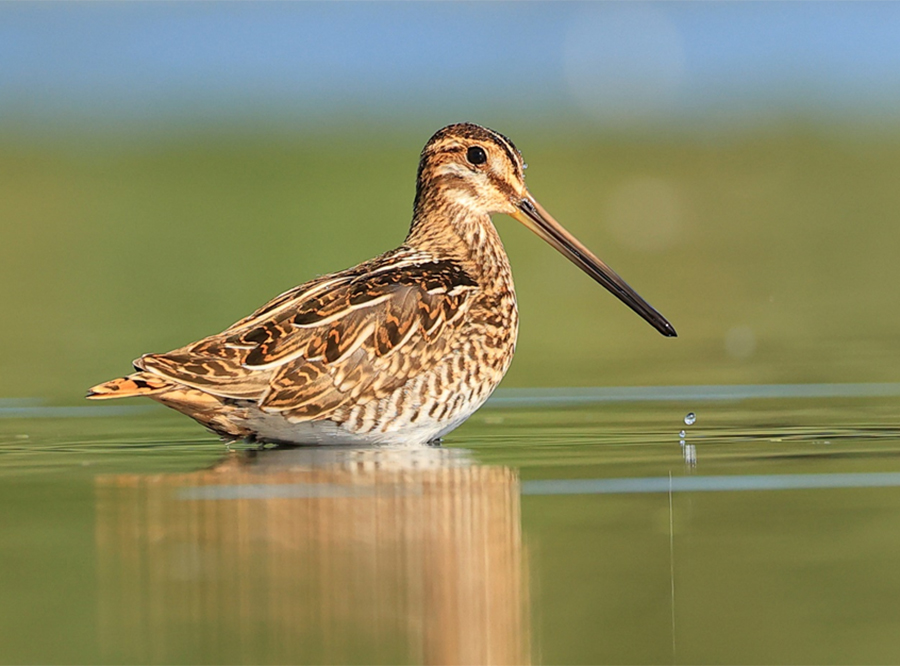 Abb. 2: Eine Bekassine während der Rast in den frühen Morgenstunden in einer Flachwasserlagune im Altfriedländer Teichgebiet, Naturpark Märkische Schweiz; 09.08.2026.