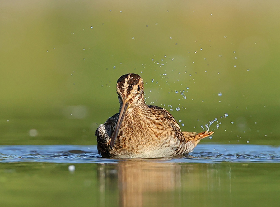  
Abb. 4: Eine Bekassine beim morgentlichen Bad in einer Flachwasserzone, Naturpark Märkische Schweiz; 09.08.2026.