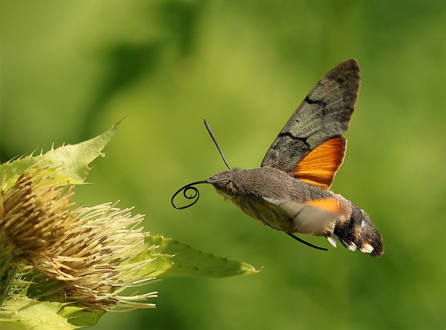 Abb. 2: Ein Taubenschwänzchen im Anflug an die Blüten einer Kohl-Gänsedistel im Urft-Tal (Eifel), 12.08.2026.