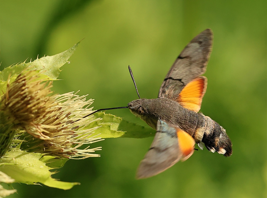 Abb. 3: Ein Taubenschwänzchen im „Schwirrflug“ beim Nektarsaugen an einer Blüte einer Kohl-Gänsedistel im Urft-Tal (Eifel), 12.08.2026.