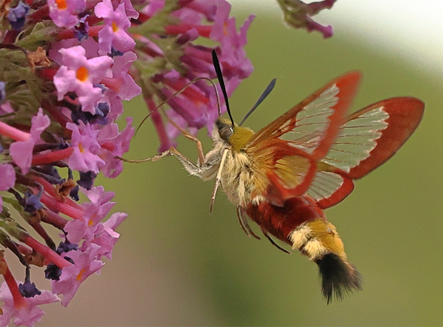 Abb. 4: Ein Hummelschwärmer-Weibchen im Flug vor Blüten des Sommerflieders, Gartenland in Waldsieversdorf, unweit der Fischteiche, 15.07.2026.