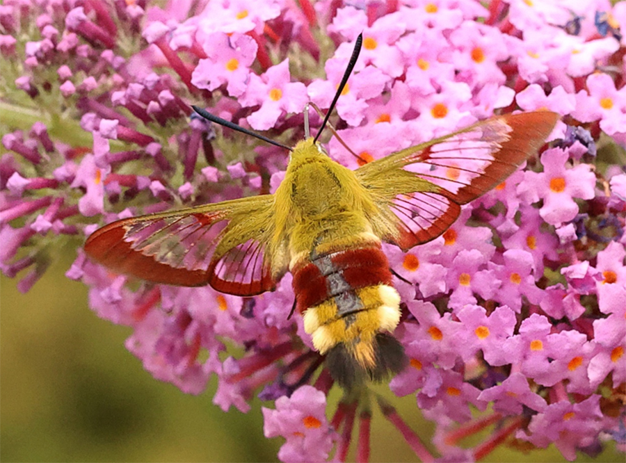 Abb. 5: Ein Hummelschwärmer-Weibchen im Flug beim Nektarsaugen an einer Blüte des Sommerflieders, Gartenland in Waldsieversdorf, unweit der Fischteiche, 15.07.2026